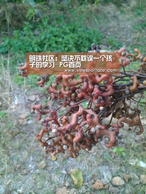 PG速达